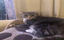 British Shorthair cats for sale: Grey tabby short hair..  - Image 5