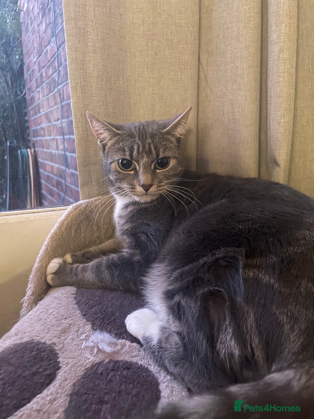 British Shorthair cats for sale: Grey tabby short hair..  - Image 5