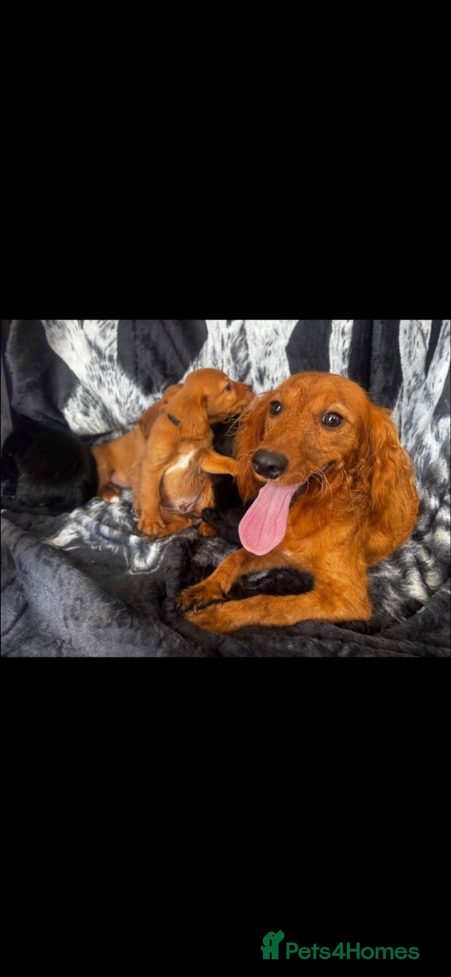 Cocker Spaniel dogs 5 adorable cocker spaniels - Advert 1