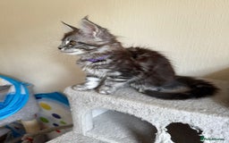 Maine Coon cats for sale: Pedigree GCCF Russian Import line Maine Coons - Image 25