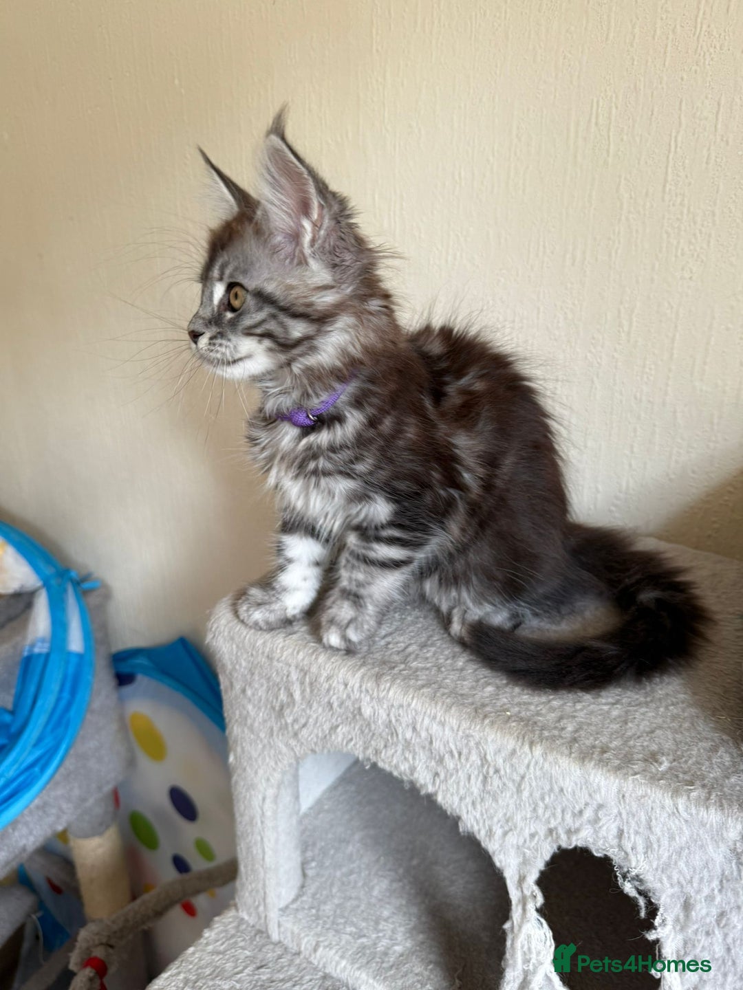 Maine Coon cats for sale: Pedigree GCCF Russian Import line Maine Coons - Image 25
