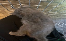 Mixed Breed cats for sale: 3 kittens - Image 4