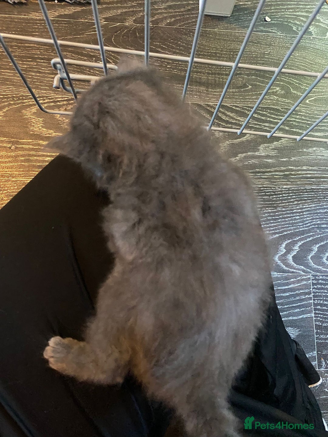 Mixed Breed cats for sale: 3 kittens - Image 4