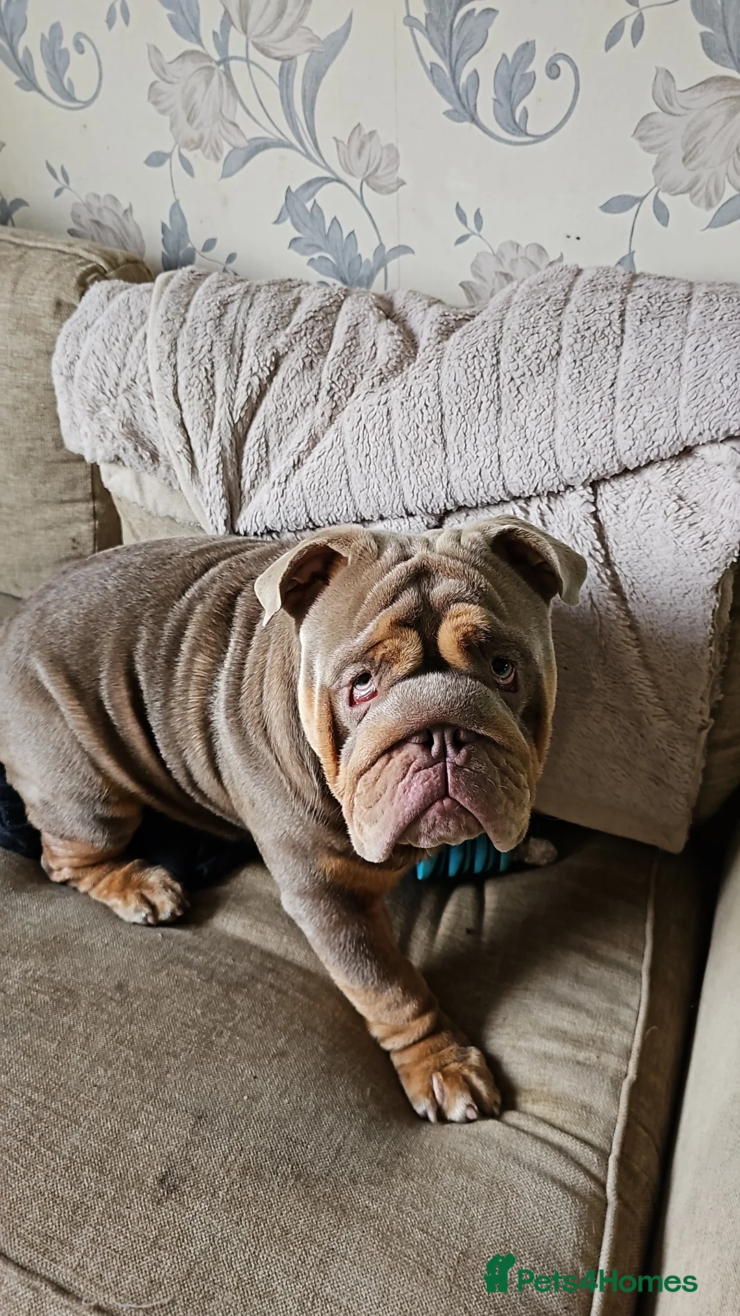 English Bulldog dogs for stud: Large full suit lilac Bulldog at stud. in Helensburgh - Advert 15