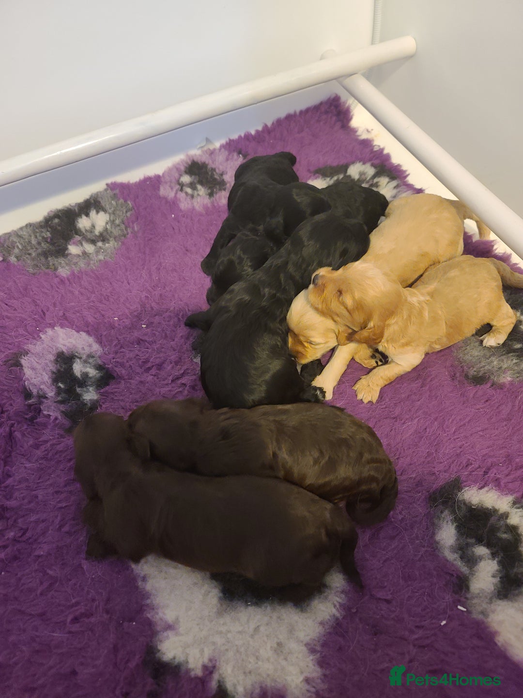 Cockapoo dogs for sale: F1 Cockapoos. DNA Health Tested  in Pershore - Image 18