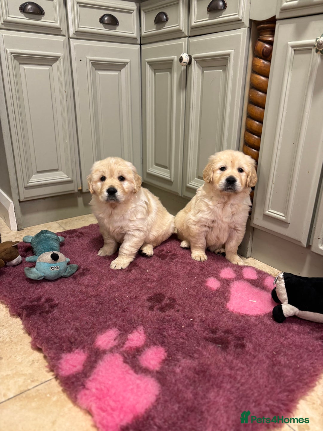 Golden Retriever dogs for sale: Golden retriever puppies  - Advert 23