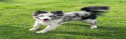 Border Collie dogs for stud: ISDS/KC Registered Blue Merle in Pontypool - Advert 3