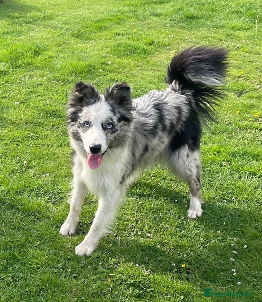 Border Collie dogs for stud: ISDS/KC Registered Blue Merle in Pontypool - Advert 3