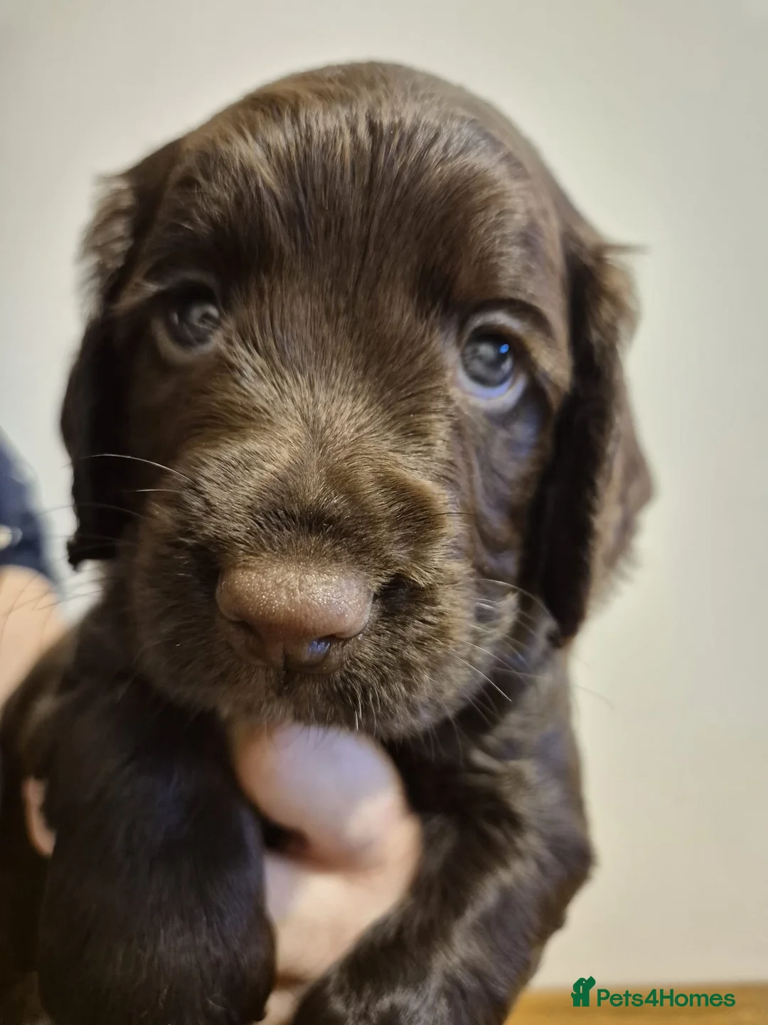 Sprocker dogs for sale: Chocolate Treats 🥰 - Advert 2