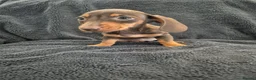 Miniature Dachshund dogs for sale: Miniature Dachshund READY NOW - Advert 34
