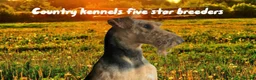 Airedale Terrier dogs for sale: KC REG 5⭐️BREEDER 4💖5💙 - Advert 1