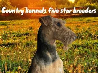 Airedale Terrier dogs KC REG 5⭐️BREEDER 4💖5💙 - Advert 9