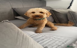 Cockapoo dogs for stud: Stud only! - Image 4