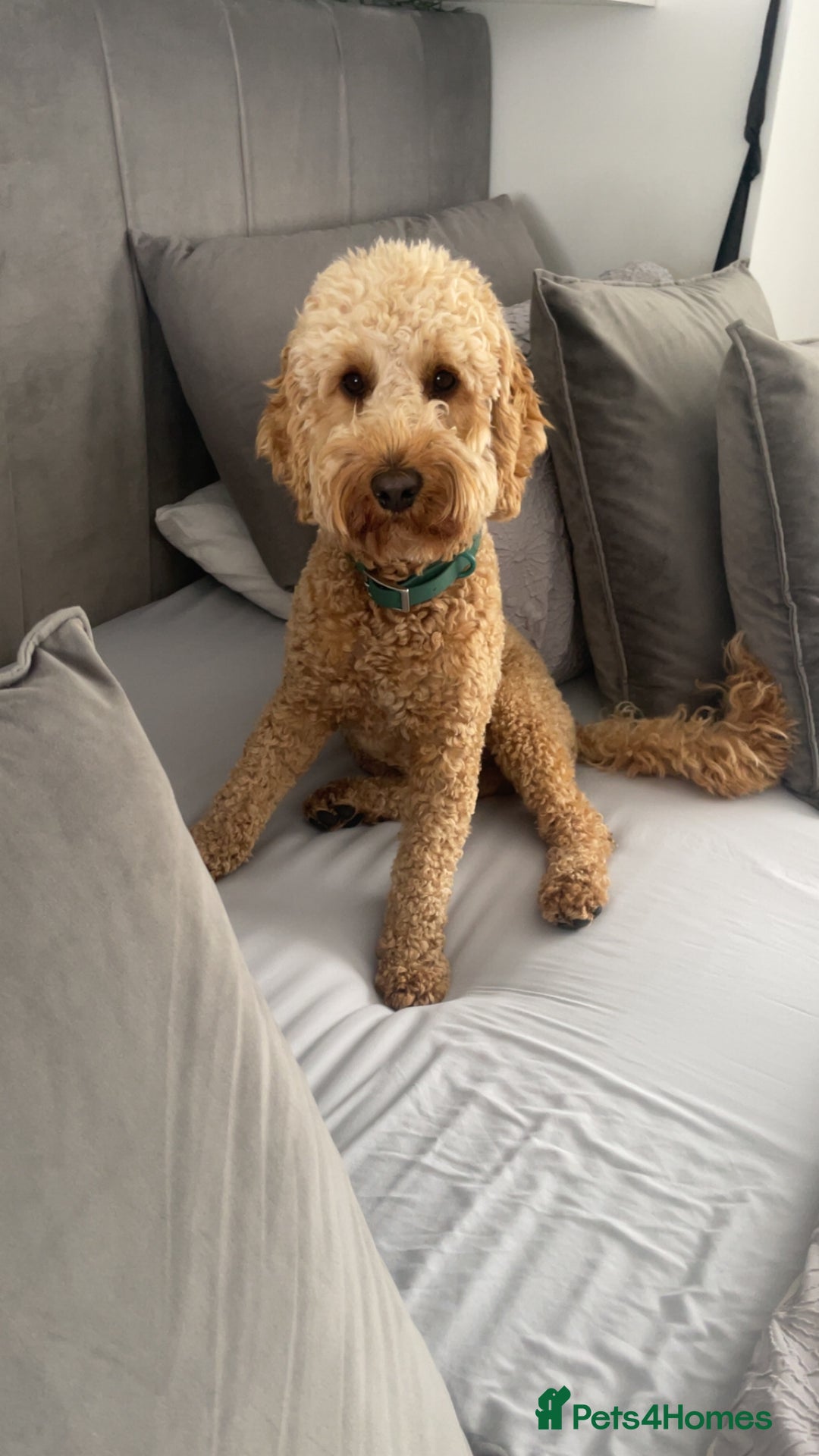Cockapoo dogs for stud: Stud only! - Image 4