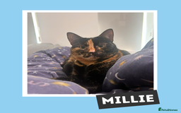 Mixed Breed cats for adoption: Tortitude in a Small Bod - Image 2