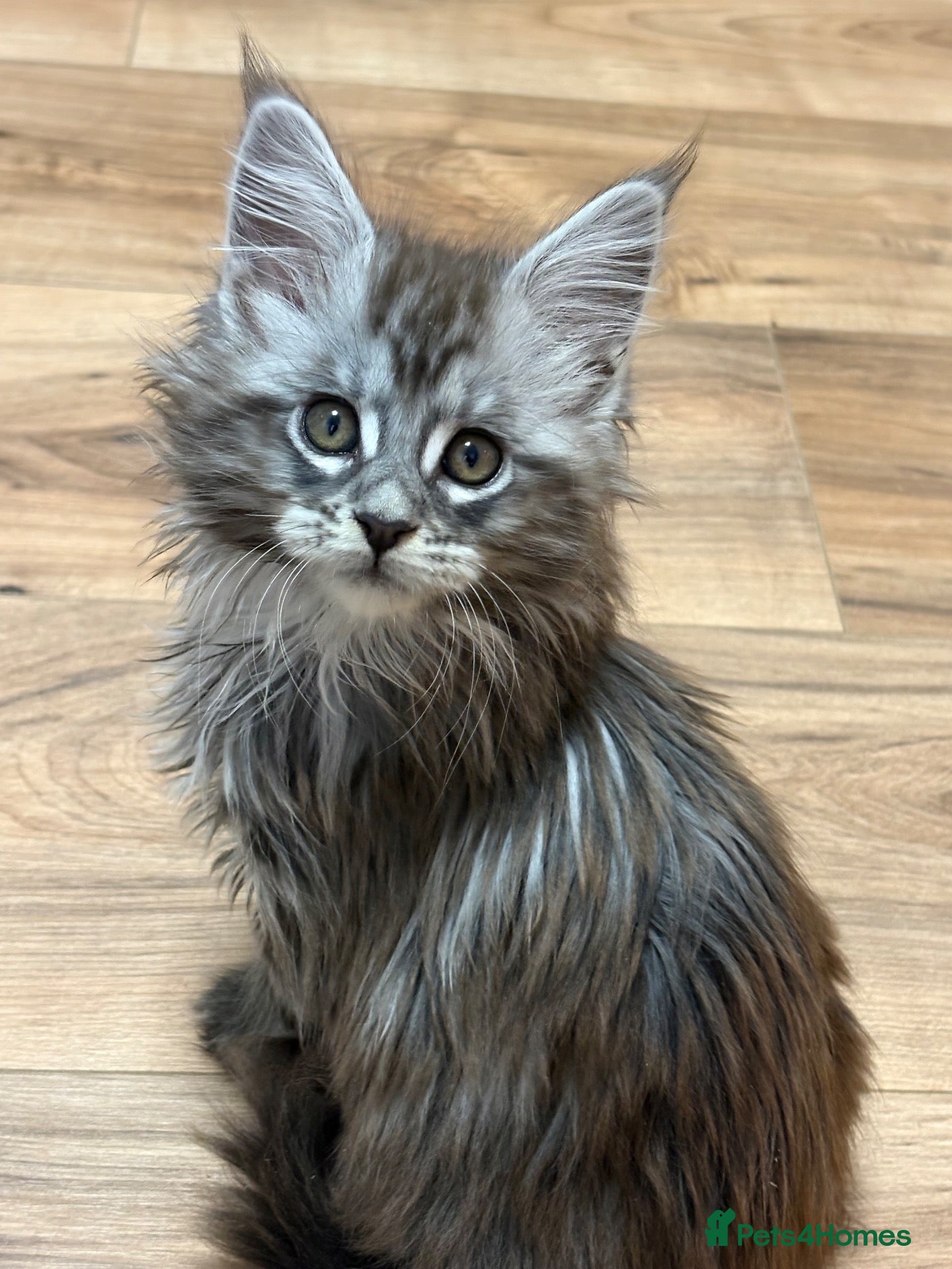 Maine Coon cats for sale: Stunning female  - Advert 2