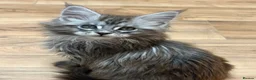 Maine Coon cats for sale: Stunning female  - Advert 2