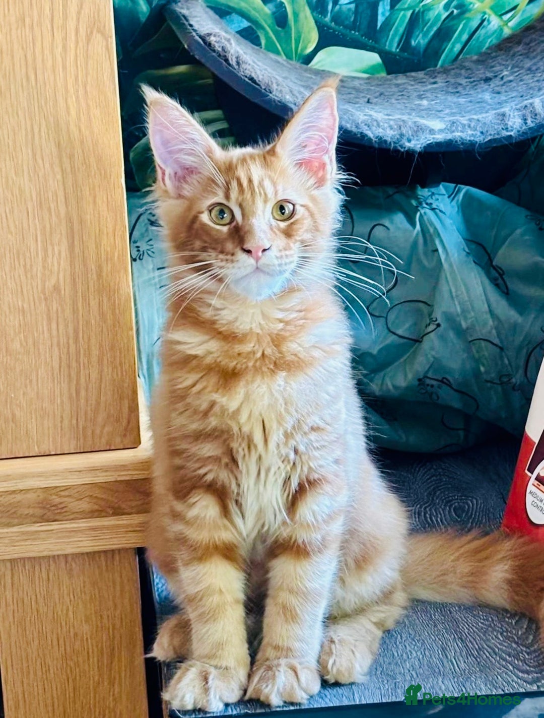 Maine Coon cats for sale: Stunning red tabby male TICA reg READY - Image 6