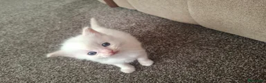 Ragdoll Kitten 1