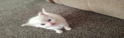 Ragdoll cats for sale: Beautiful playful Ragdolls in Walsall - Advert 7
