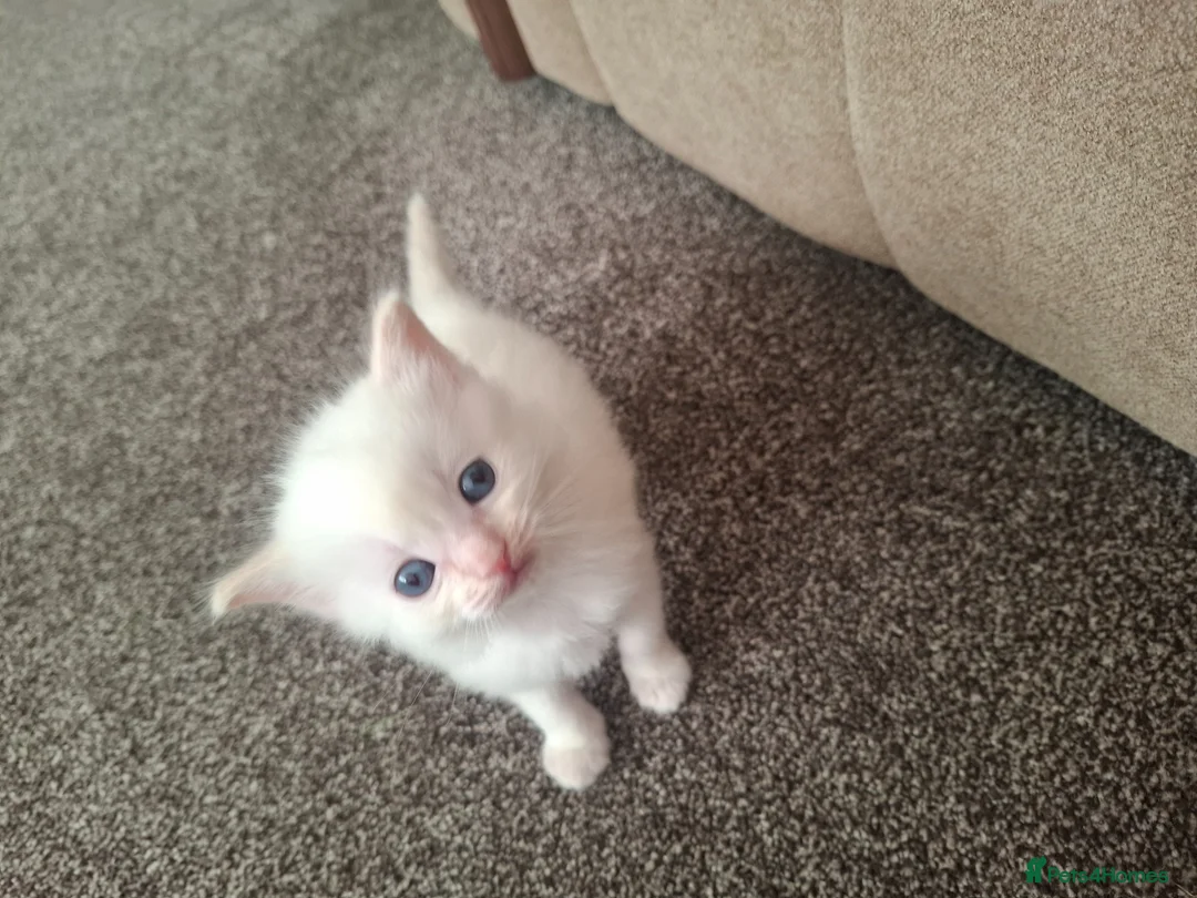 Ragdoll cats for sale: Beautiful playful Ragdolls in Walsall - Advert 7