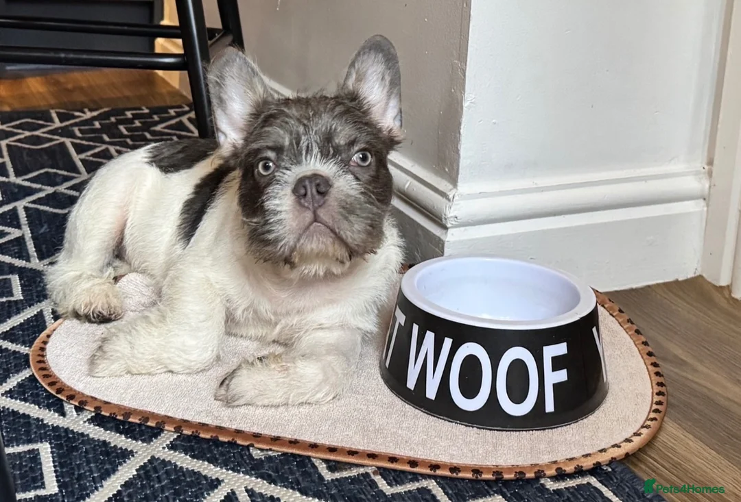 French Bulldog dogs for sale: Fluffy frencie in Bristol - Advert 1