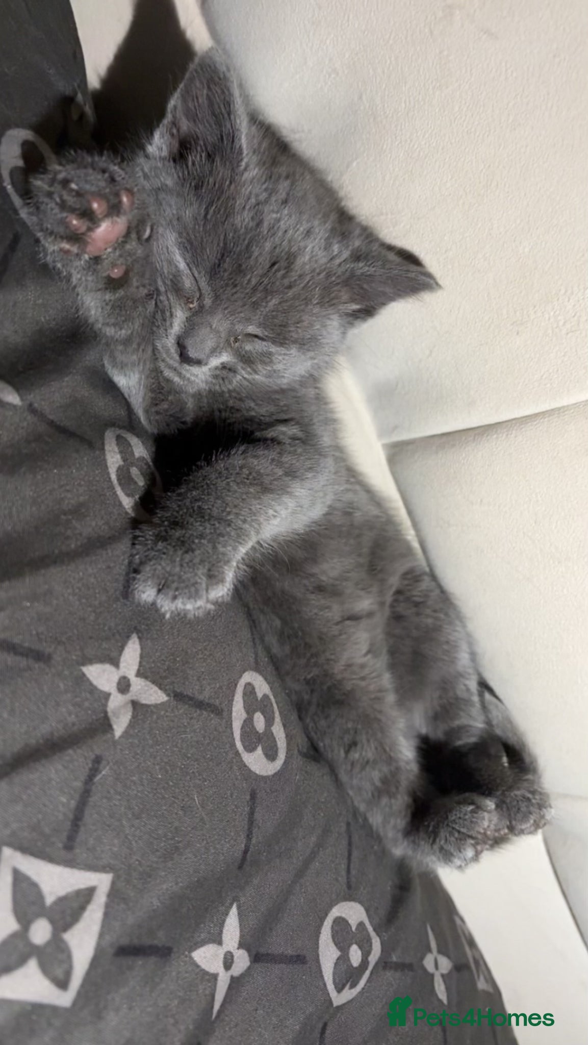 British Shorthair cats 9 week old Pure grey cuddly kitten 💗💗 - Advert 1