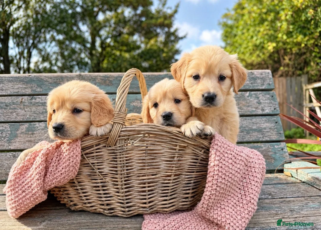 Golden Retriever dogs for sale: Beautiful KC Puppies No Endorsements  - Advert 1