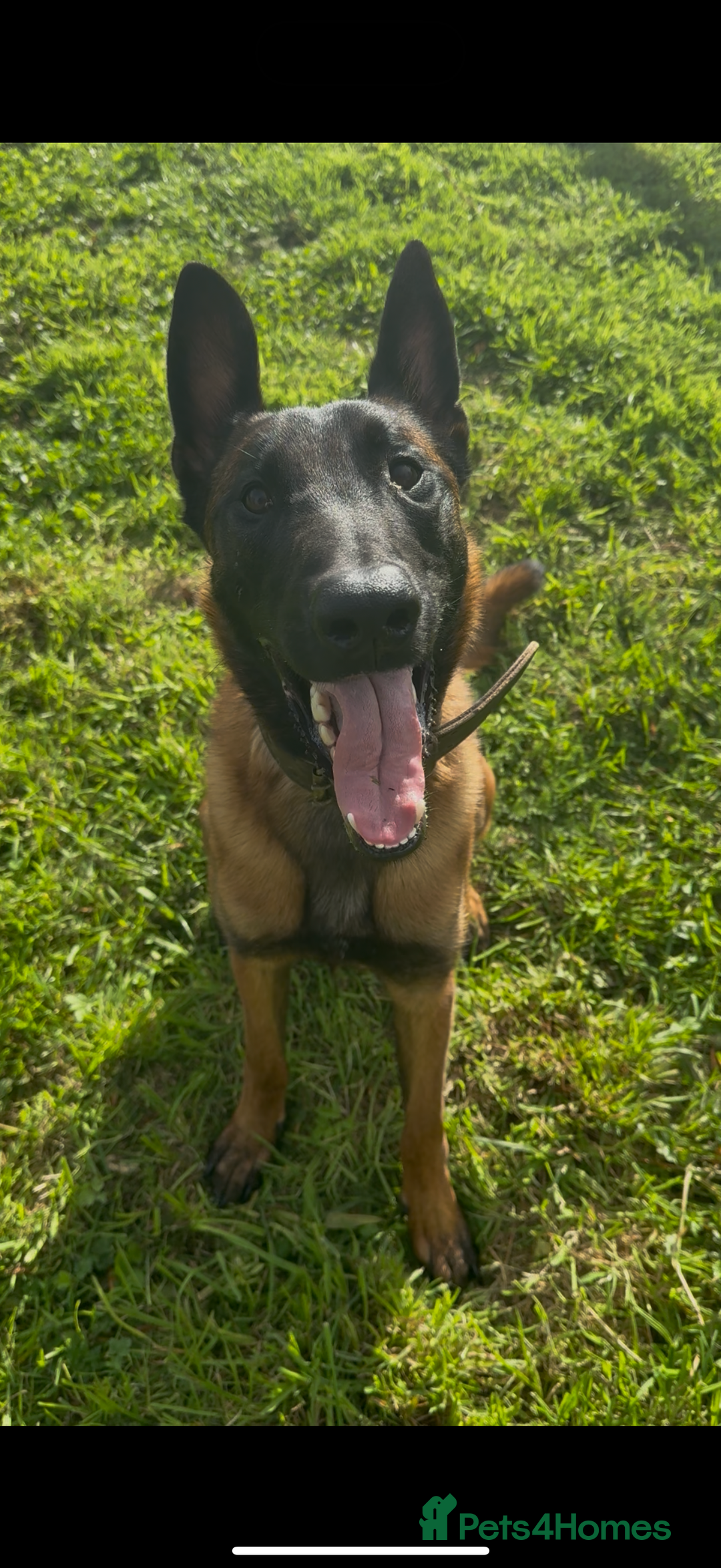 Belgian Shepherd Dog dogs for sale: Belgian Mali  - Advert 4