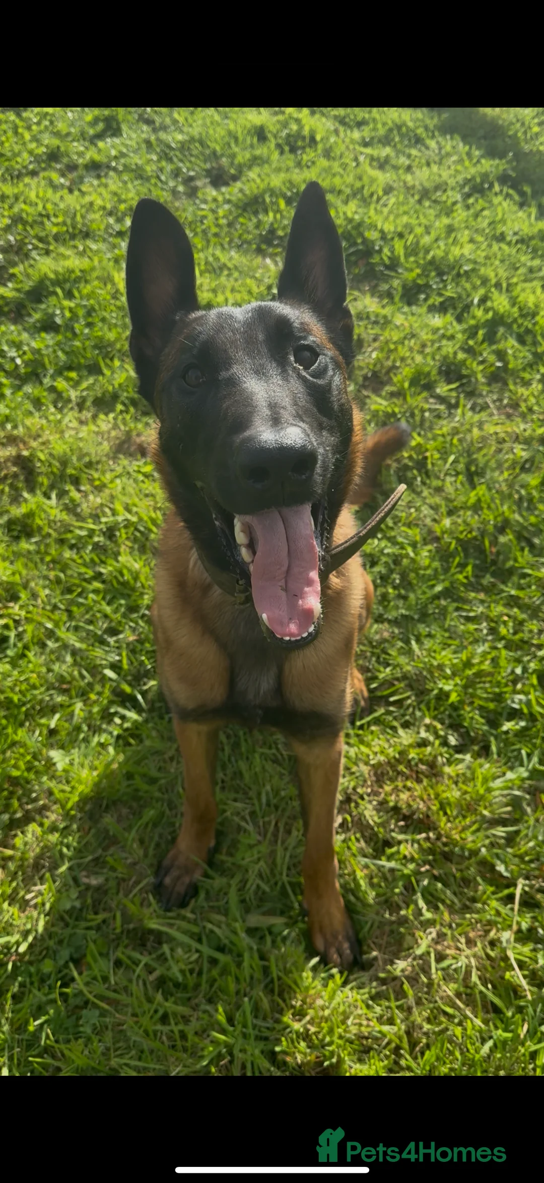 Belgian Shepherd Dog dogs for sale: Belgian Mali  - Advert 4