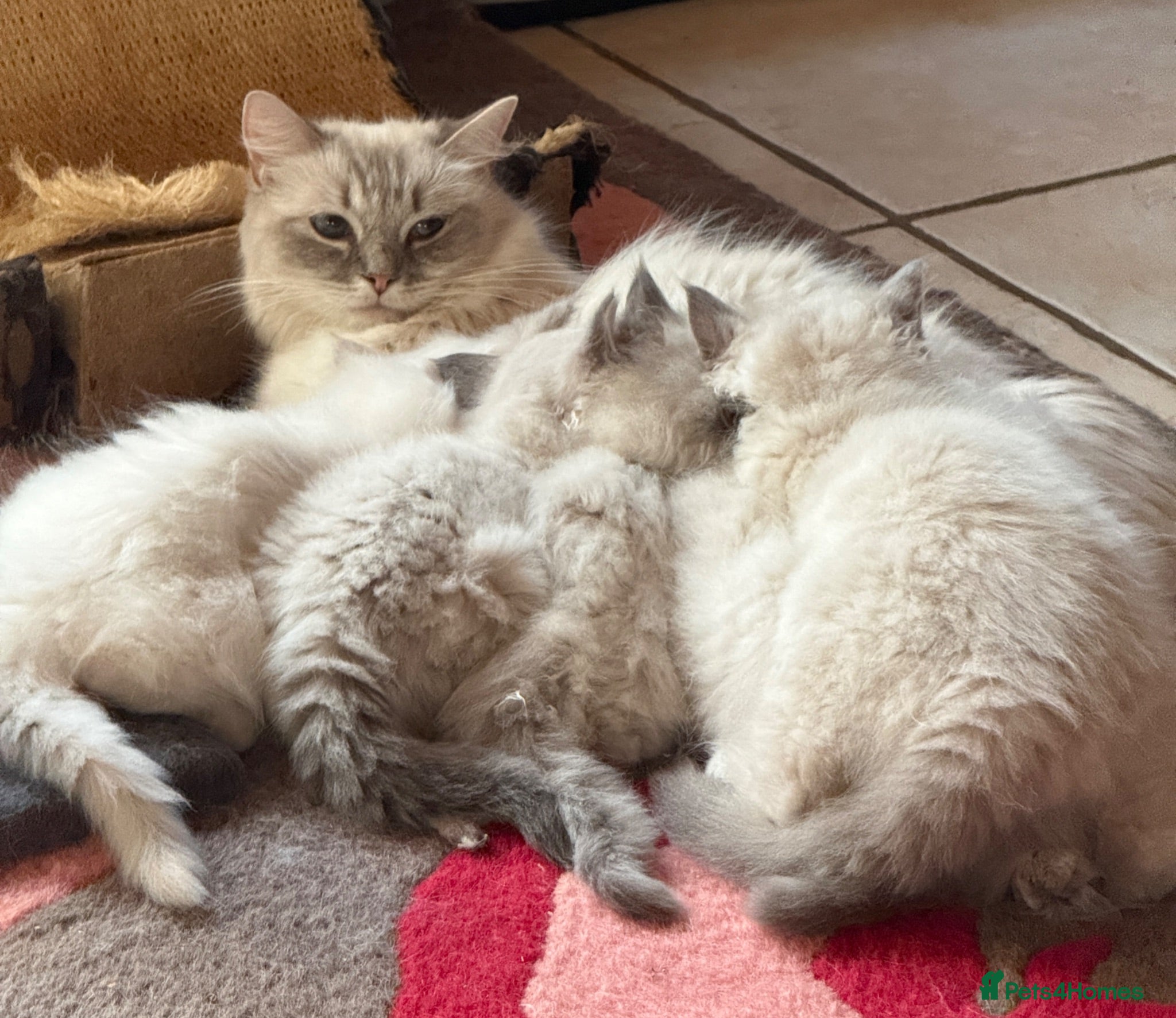 Ragdoll cats Ready Now Ragdoll Kittens - Advert 2