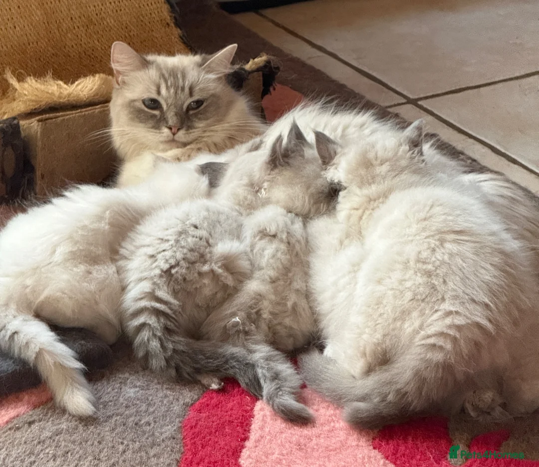 Ragdoll cats for sale: Ready Now Ragdoll Kittens - Advert 2