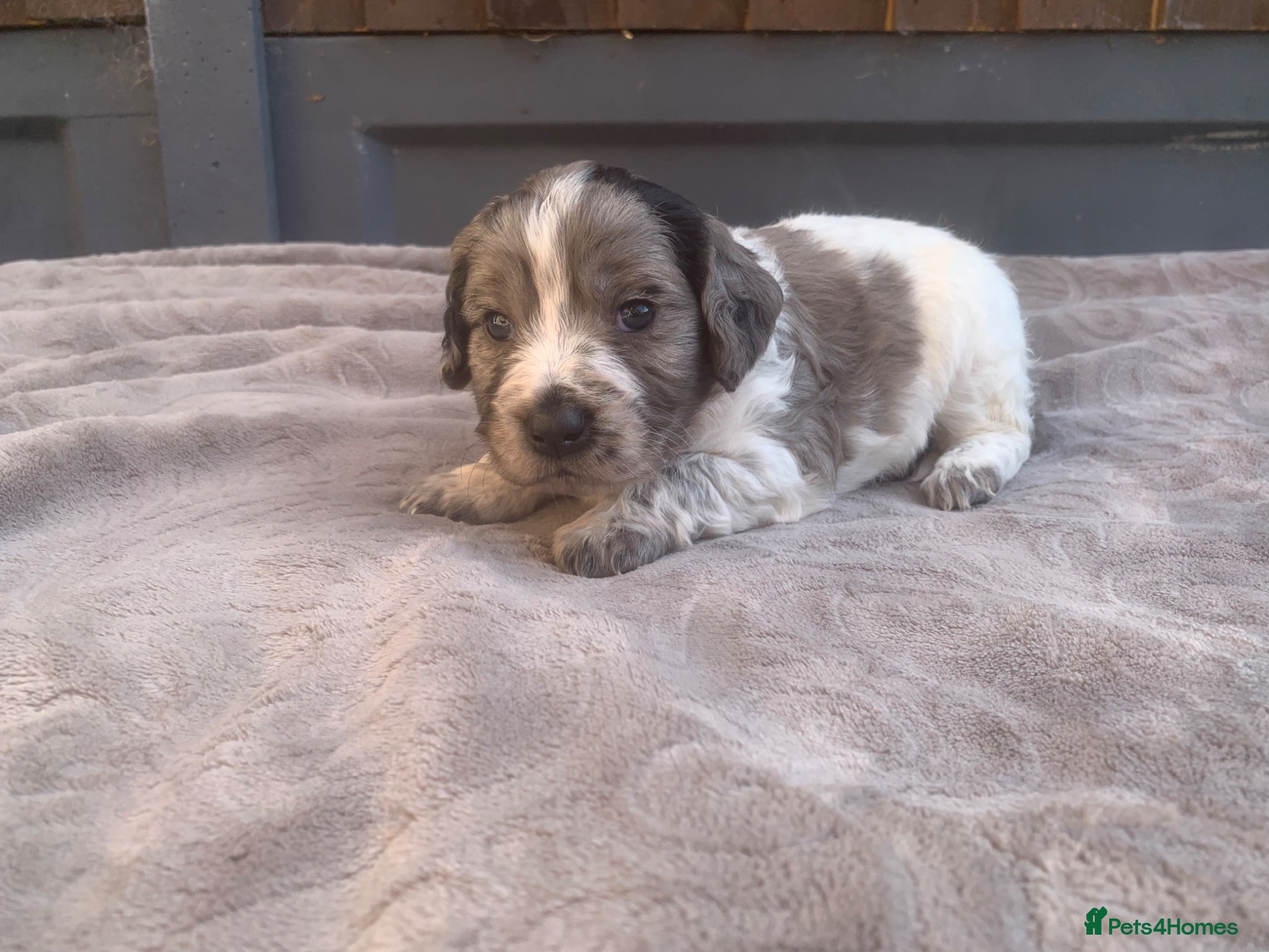Mixed Breed dogs  german shorthaired pointer/ - Advert 1