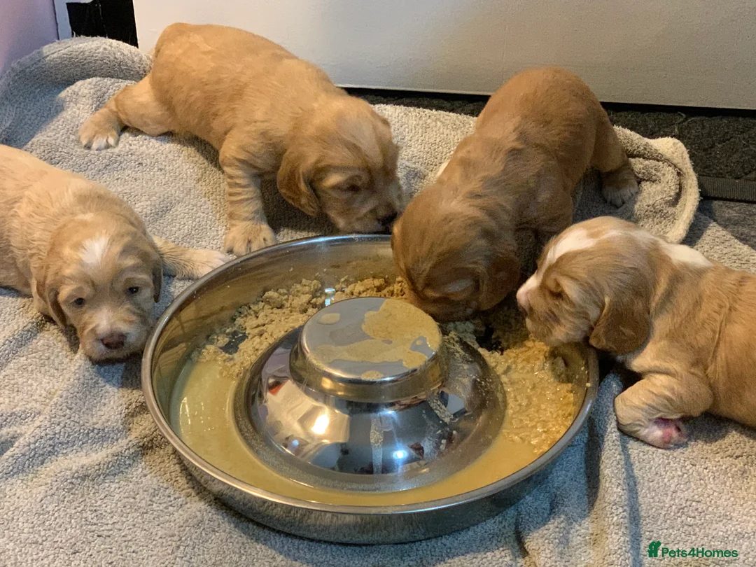 Cocker Spaniel dogs for sale: Working Cocker Spaniel Puppies  - Advert 27