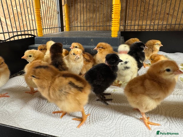 Mixed Breed poultry in King's Lynn - Advert 6