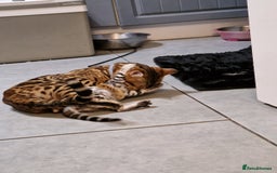 Bengal cats for sale: Silver bengals - Image 5