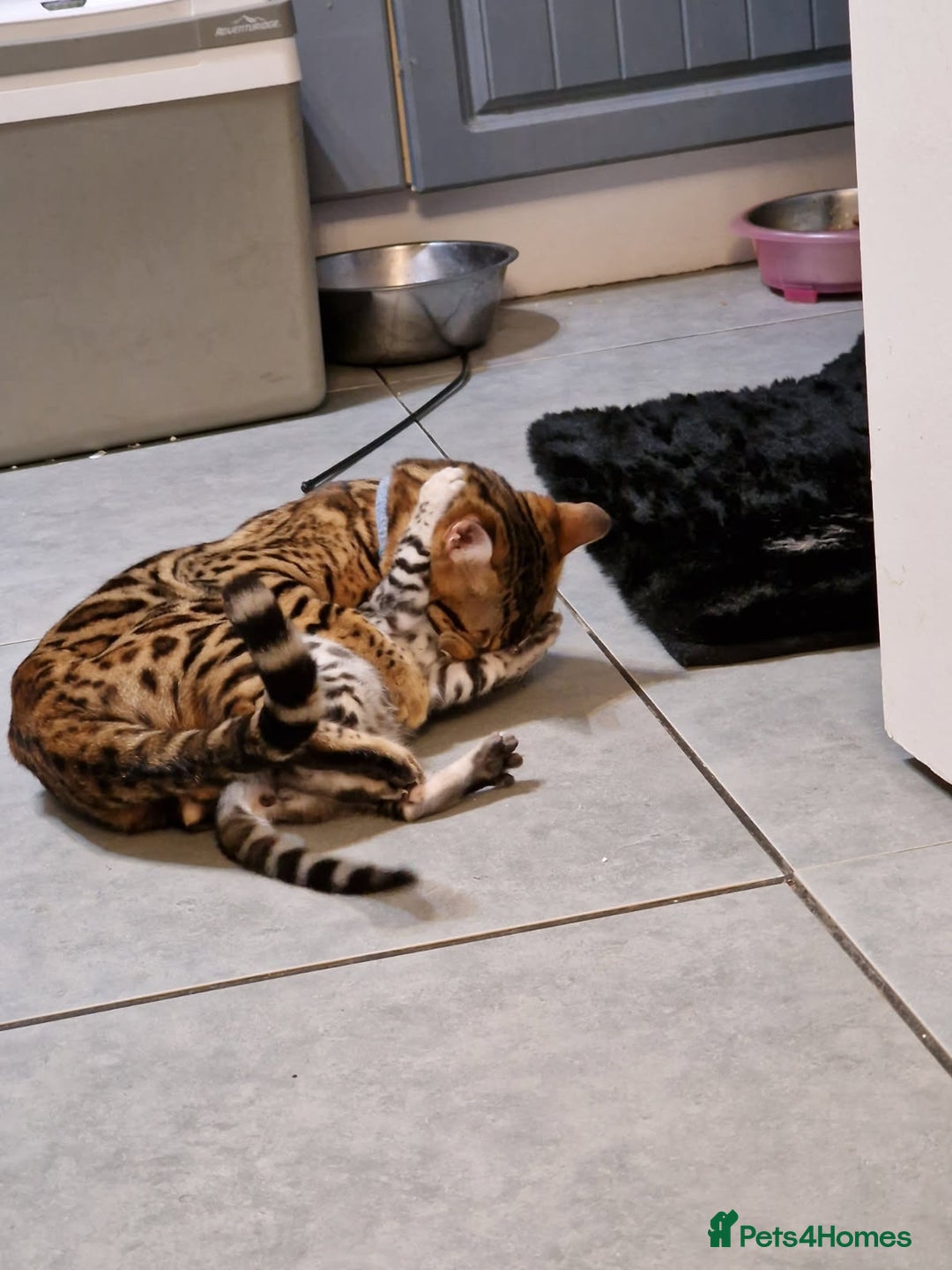 Bengal cats for sale: Silver bengals - Image 5