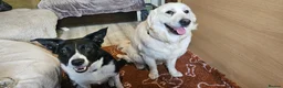 Mixed Breed dogs for sale: A litter of 10 beautiful Coltriever puppies - Advert 10