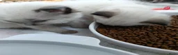 Ragdoll cats for sale: GCCF Registered ragdoll kittens available 28 Aug.  in Lincoln - Advert 13