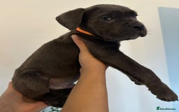 Cane Corso dogs for sale: 5 Towns Cane Corso pups,   - Image 13