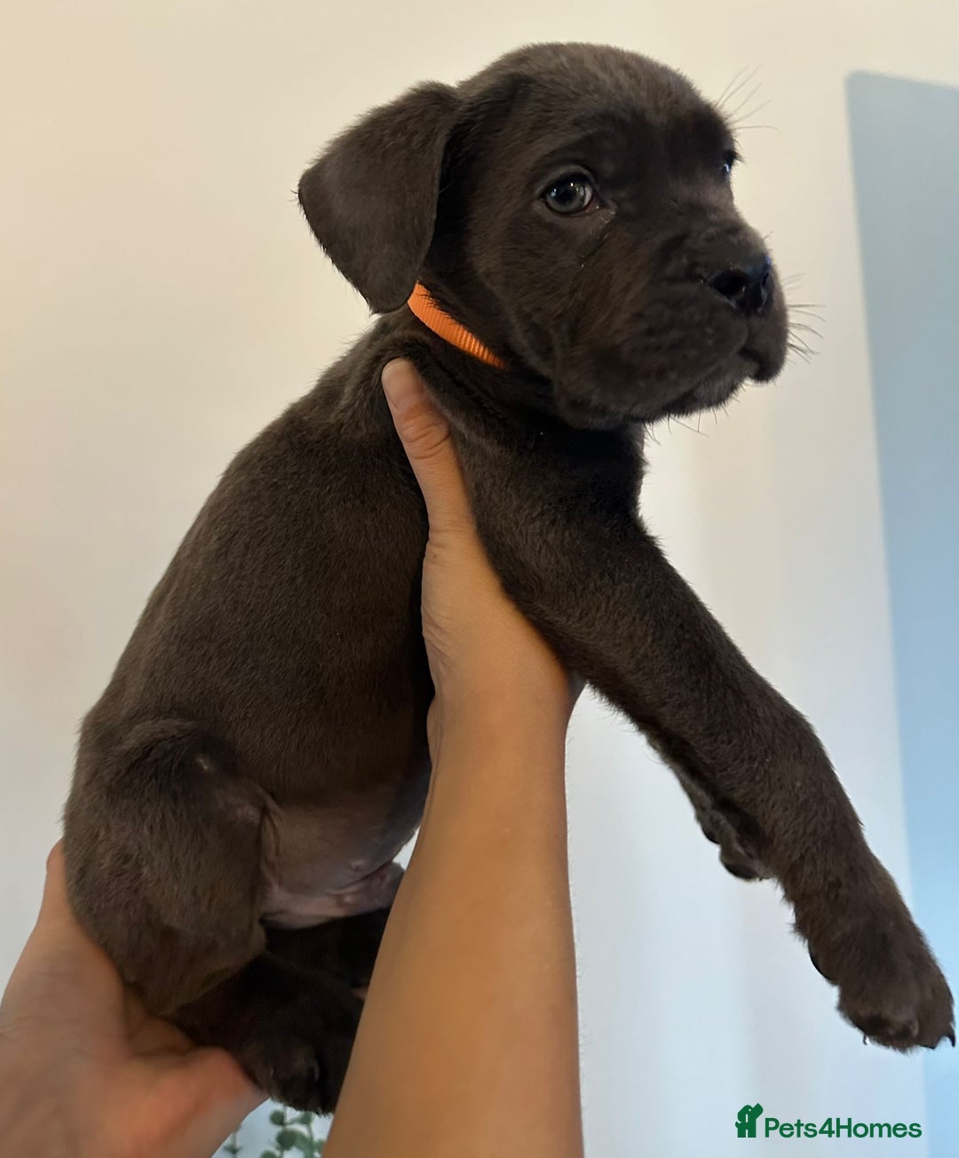 Cane Corso dogs for sale: 5 Towns Cane Corso pups,   - Image 13