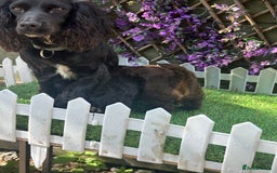 Cockapoo dogs for sale: Gorgeous Toy Cockapoo Girls - Image 9