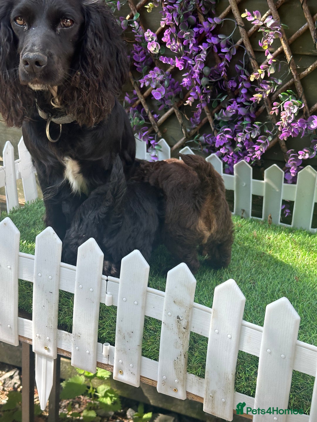 Cockapoo dogs for sale: Gorgeous Toy Cockapoo Girls - Image 9