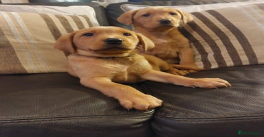 Labrador Retriever dogs - Advert 6