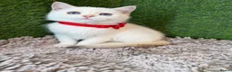 British Shorthair cats for sale: Unique British shorthair golden kittens GCCF - Advert 6