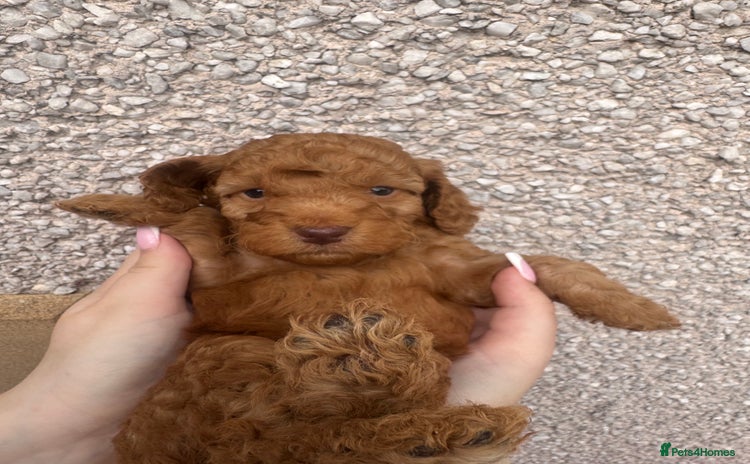 Cockapoo dogs - Advert 1