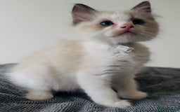 Ragdoll cats for sale: 💙🐾Tica full Pedigree🐾EU Ragdoll 🐱🐾DNA Clear❤️ - Image 10