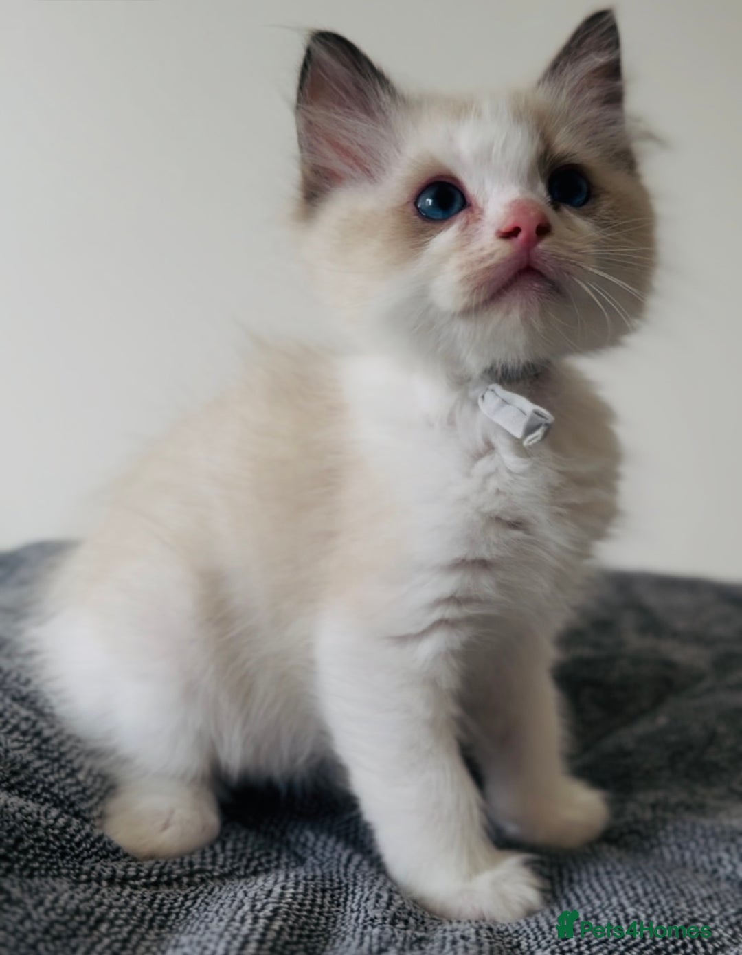 Ragdoll cats for sale: 💙🐾Tica full Pedigree🐾EU Ragdoll 🐱🐾DNA Clear❤️ - Image 10