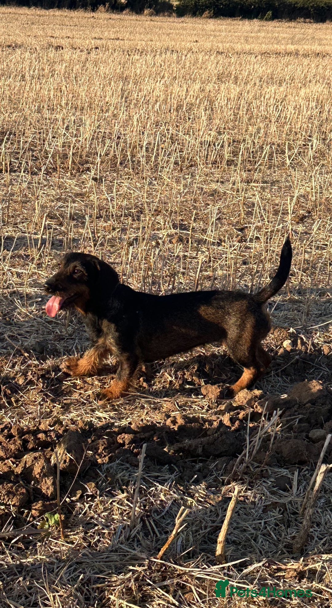 Dachshund dogs for sale: Wire haired daschund pups in Saltburn-by-the-Sea - Image 7