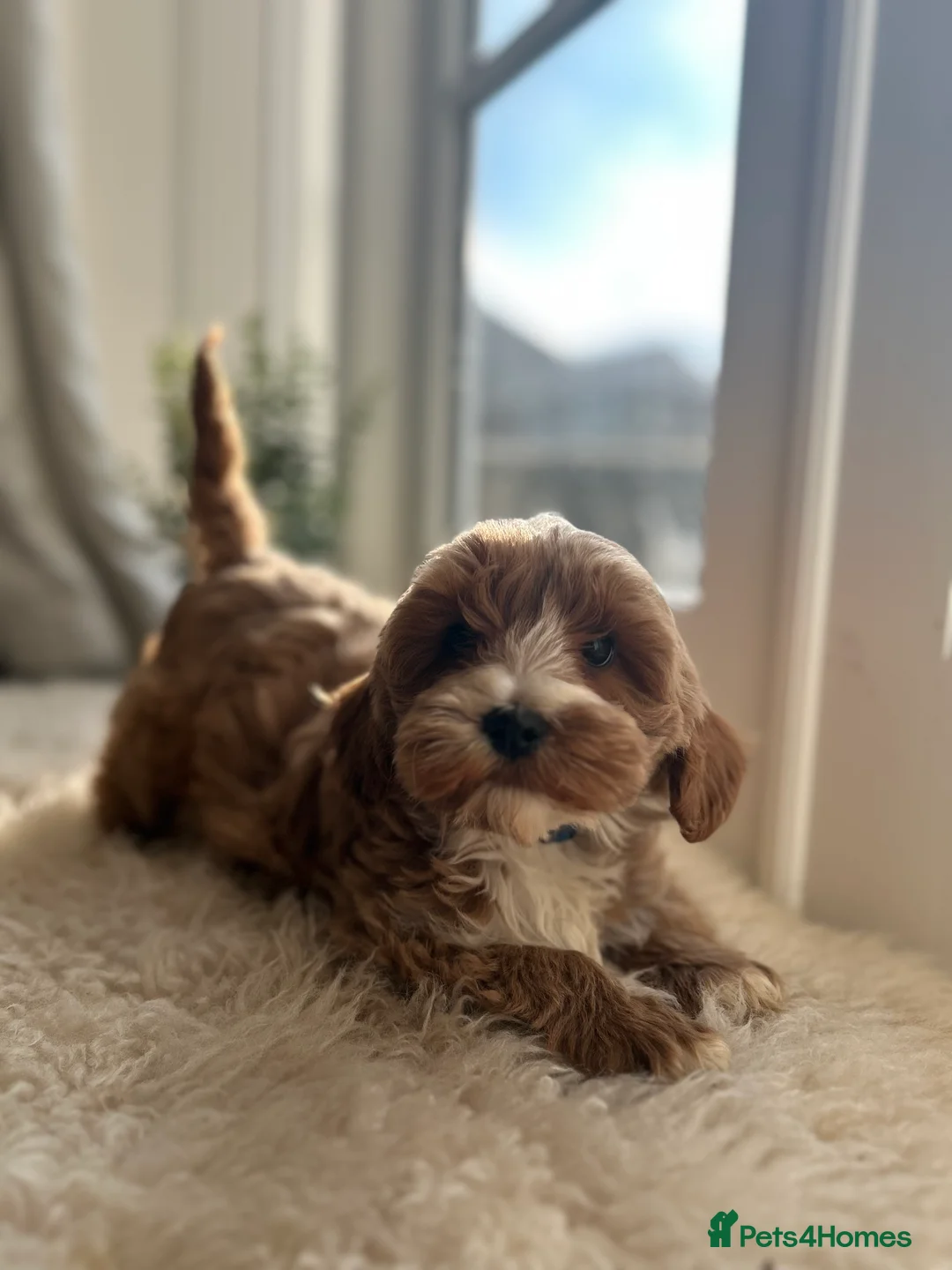 Australian Labradoodle dogs for sale: Miniature Australian Labradoodles Ready July  - Advert 2